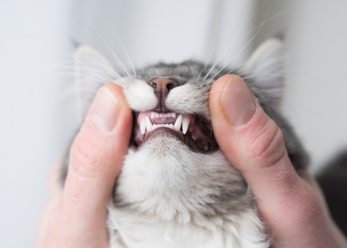 Understanding Cat Stomatitis: Essential Information for Cat Owners