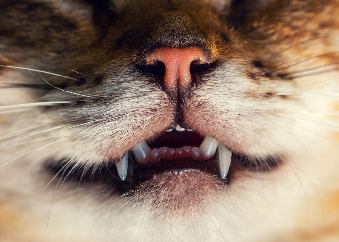 Understanding Cat Stomatitis: Essential Information for Cat Owners