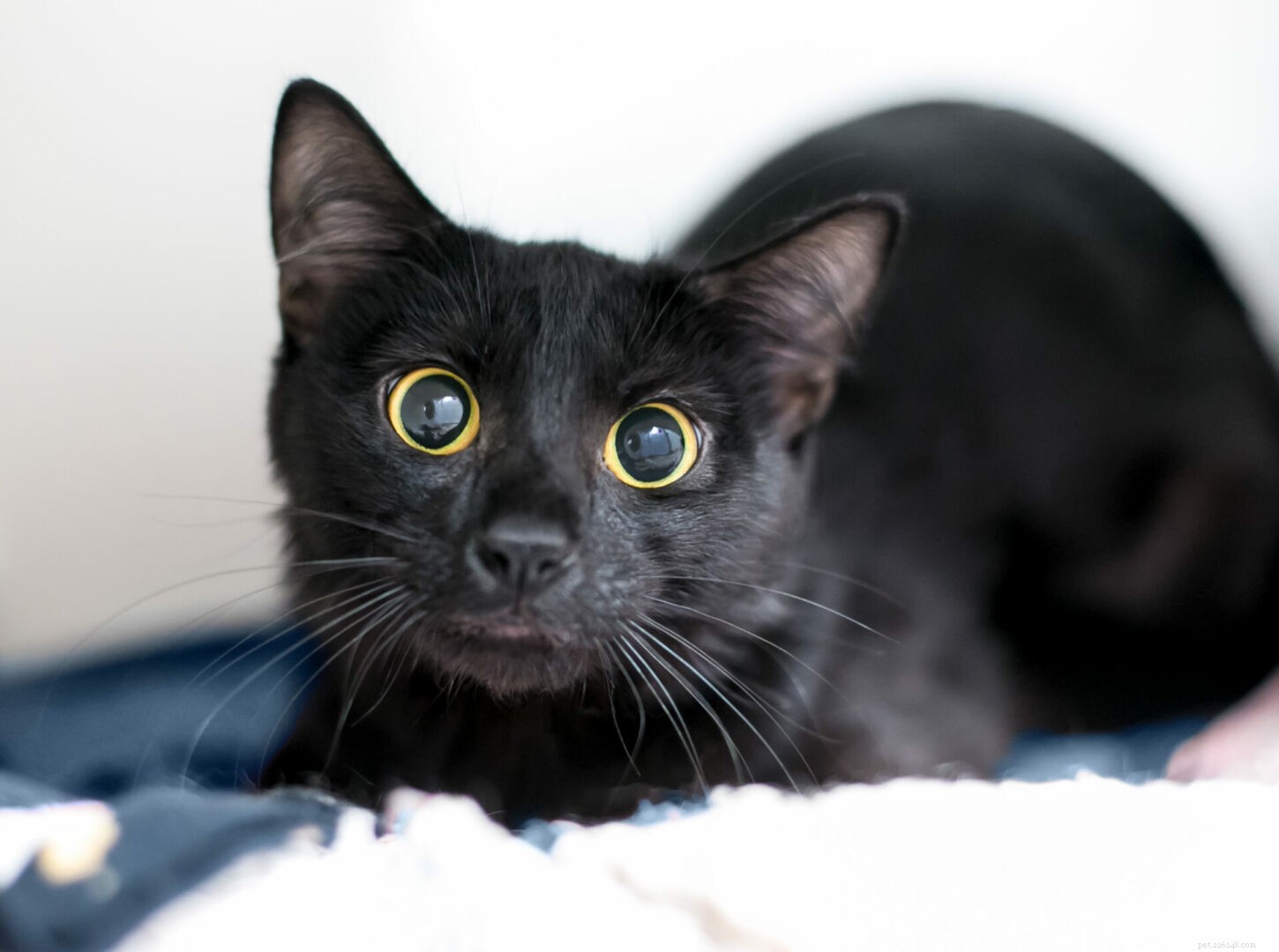 Understanding Your Cat s Clinginess: 5 Expert-Backed Reasons