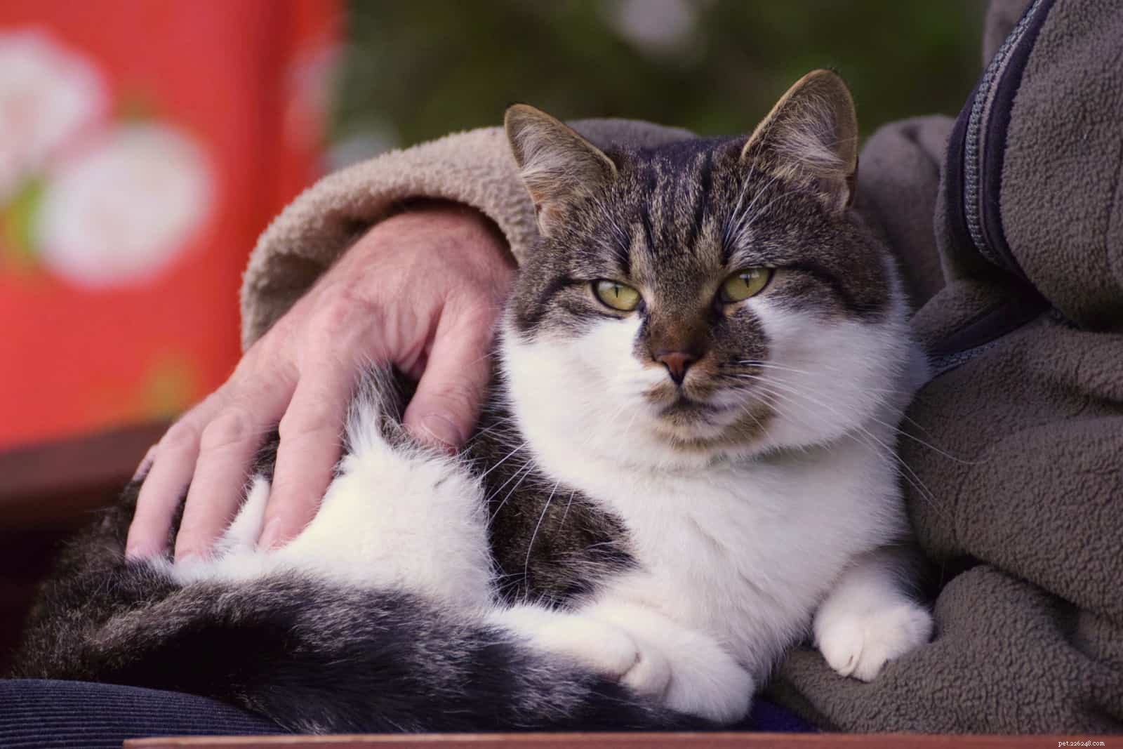 Understanding Your Cat s Clinginess: 5 Expert-Backed Reasons