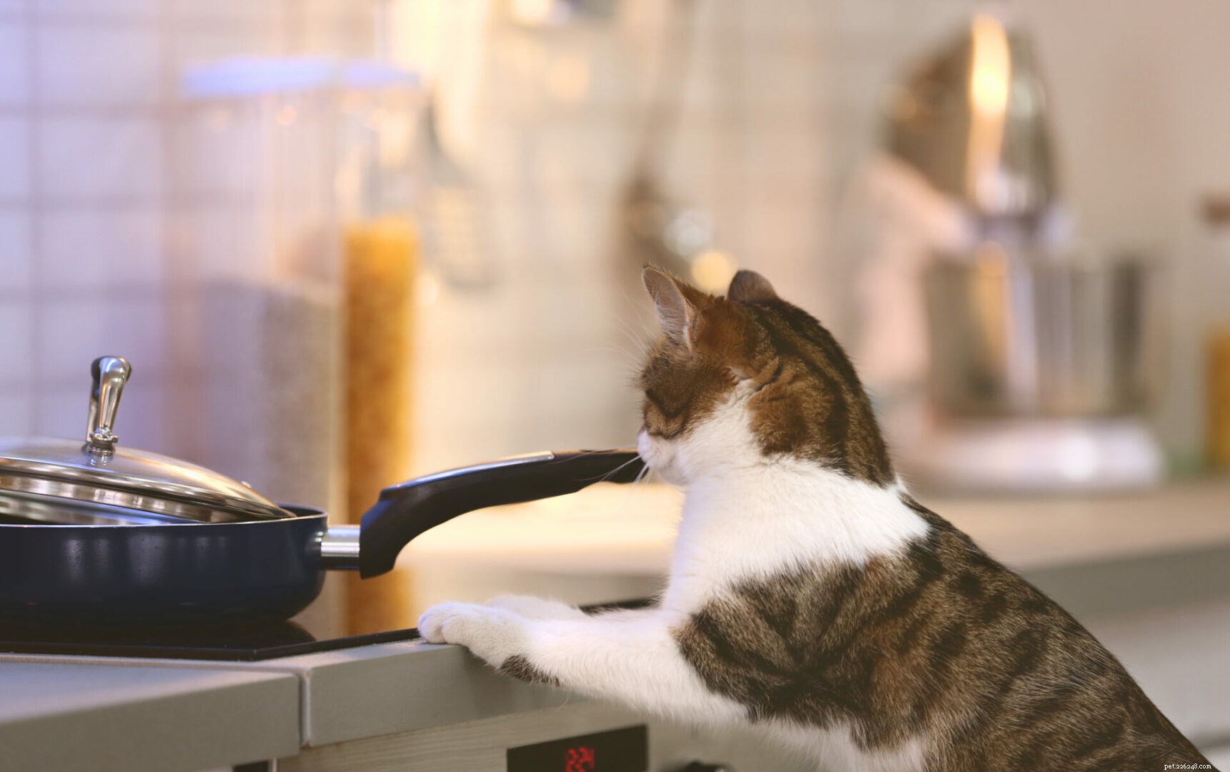 Why Cats Hate Aluminum Foil: The Science Explained