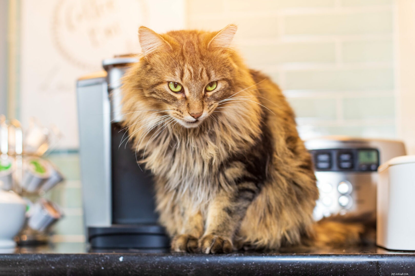 Why Cats Hate Aluminum Foil: The Science Explained