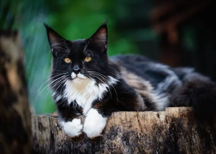 Unveiling How Cats Read Human Emotions: The Science Behind Their Intuitive Bond