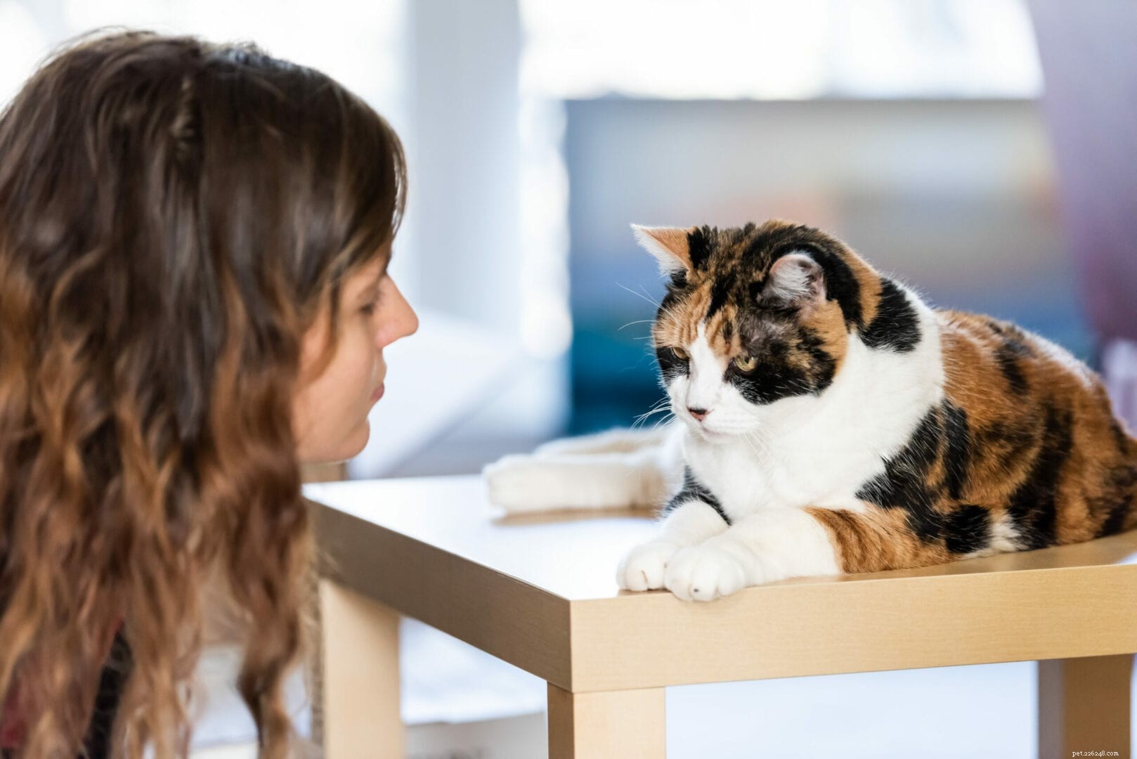 Unveiling How Cats Read Human Emotions: The Science Behind Their Intuitive Bond