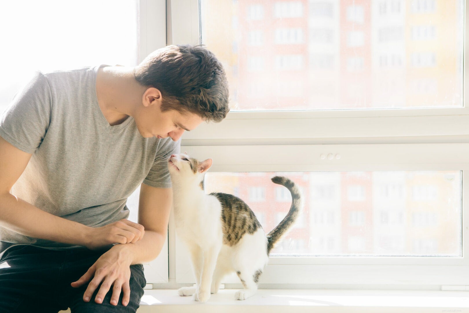 Unveiling How Cats Read Human Emotions: The Science Behind Their Intuitive Bond