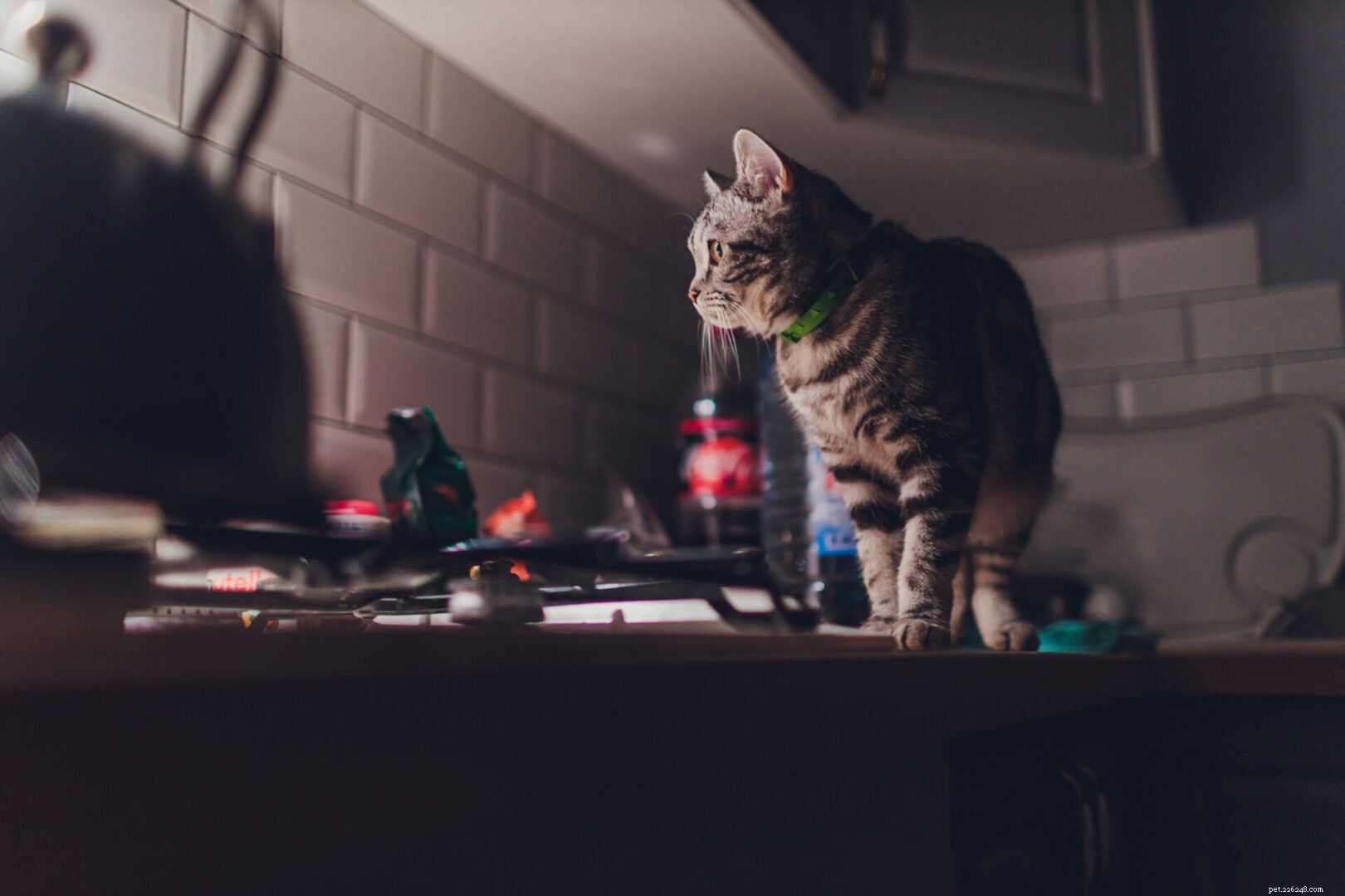 Why Does My Cat Run Around the House at Night? Expert Insights & Solutions
