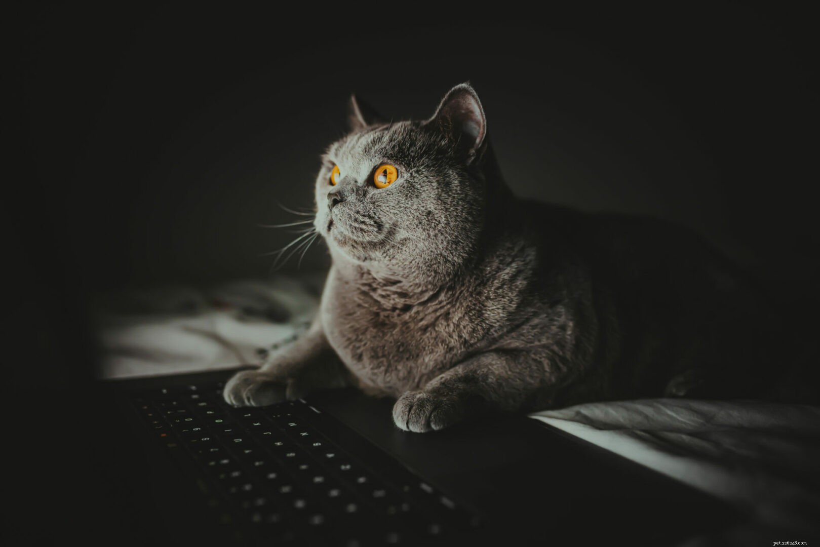 Why Does My Cat Run Around the House at Night? Expert Insights & Solutions
