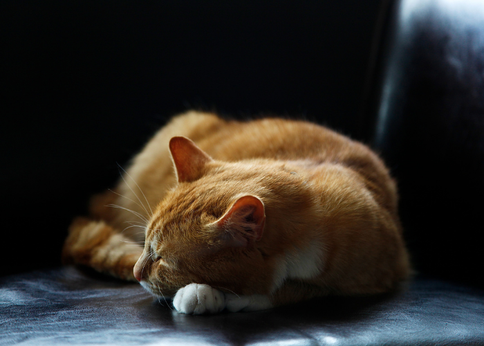 Why Does My Cat Run Around the House at Night? Expert Insights & Solutions