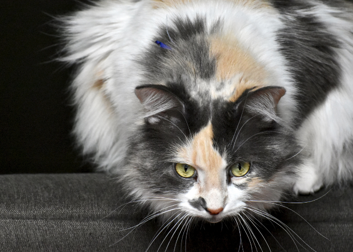 The Science Behind Cats  Sneaky Behavior