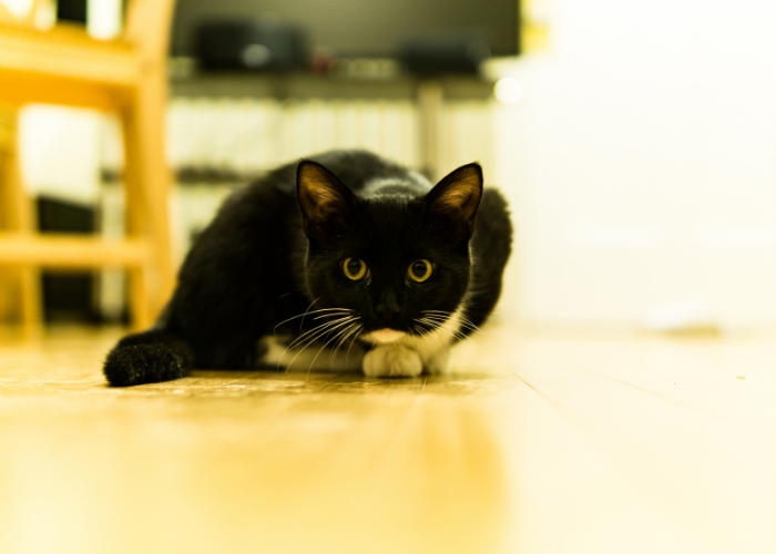 The Science Behind Cats  Sneaky Behavior