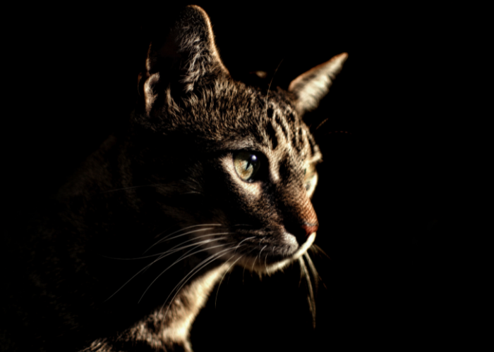Why Cats Prefer the Dark: A Look at Their Natural Instincts