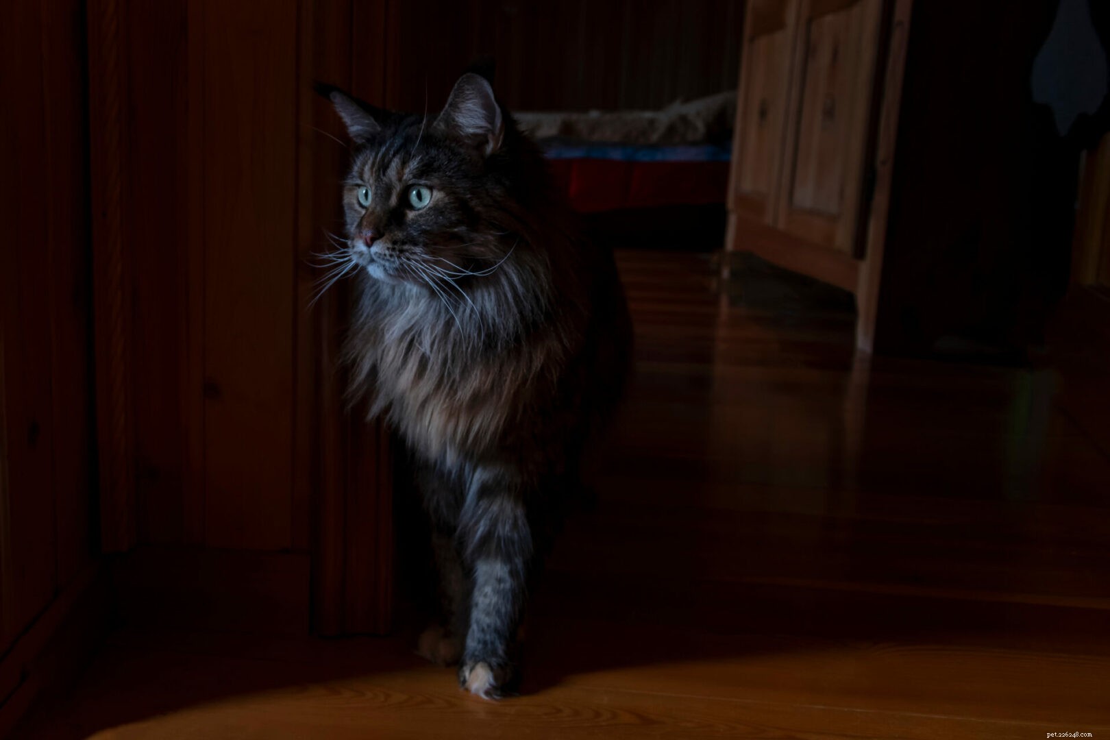 Why Cats Prefer the Dark: A Look at Their Natural Instincts