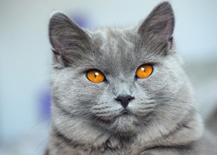 Why Cats Prefer the Dark: A Look at Their Natural Instincts