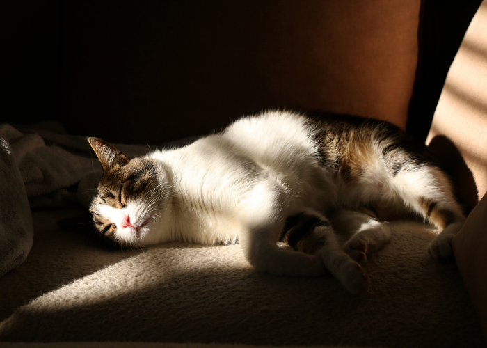 Why Cats Prefer the Dark: A Look at Their Natural Instincts