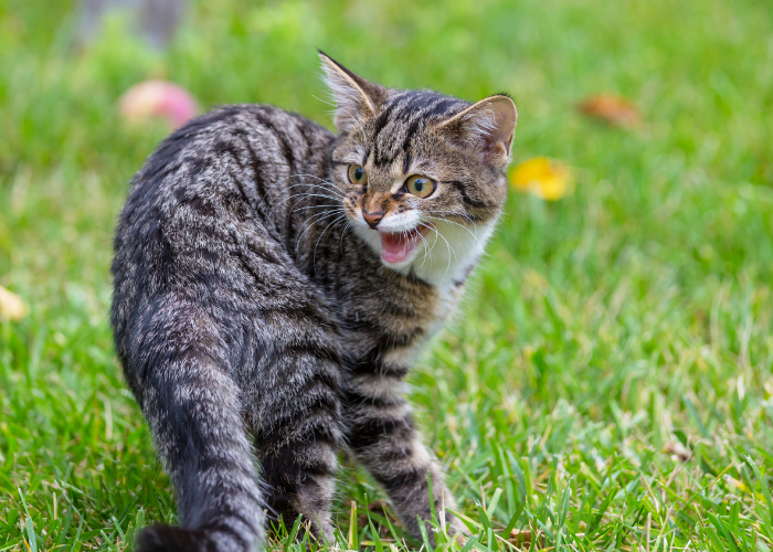 Understanding Why Cats Hiss: Causes, Signs, and How to Respond