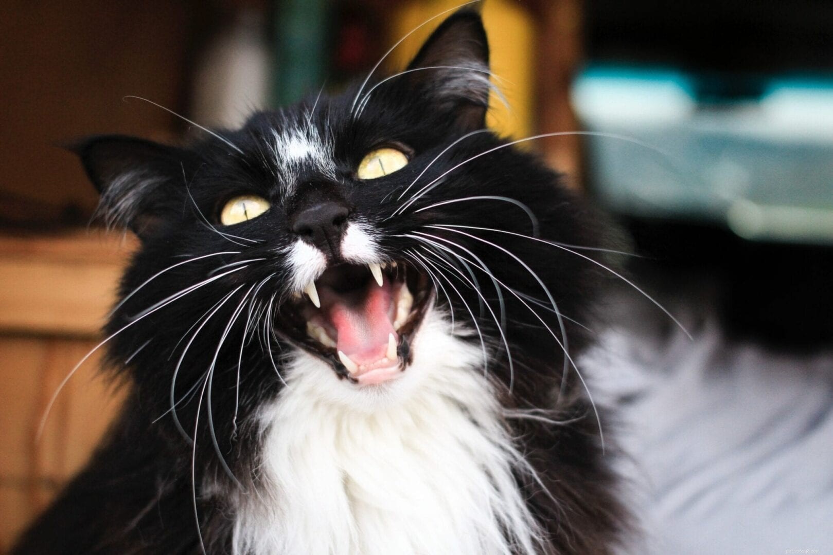 Understanding Why Cats Hiss: Causes, Signs, and How to Respond