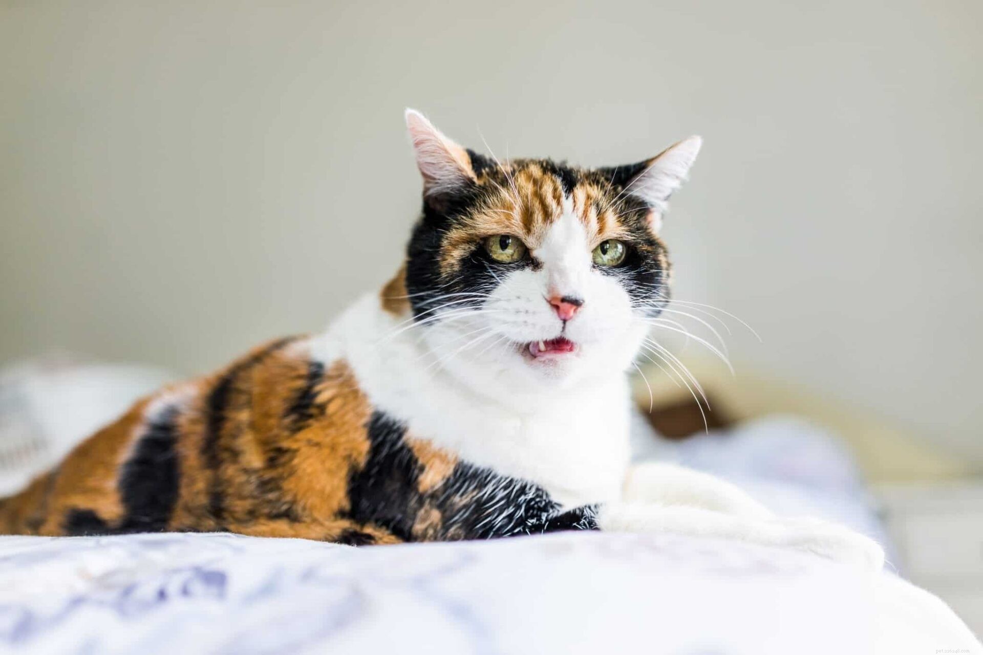 Understanding Why Cats Hiss: Causes, Signs, and How to Respond