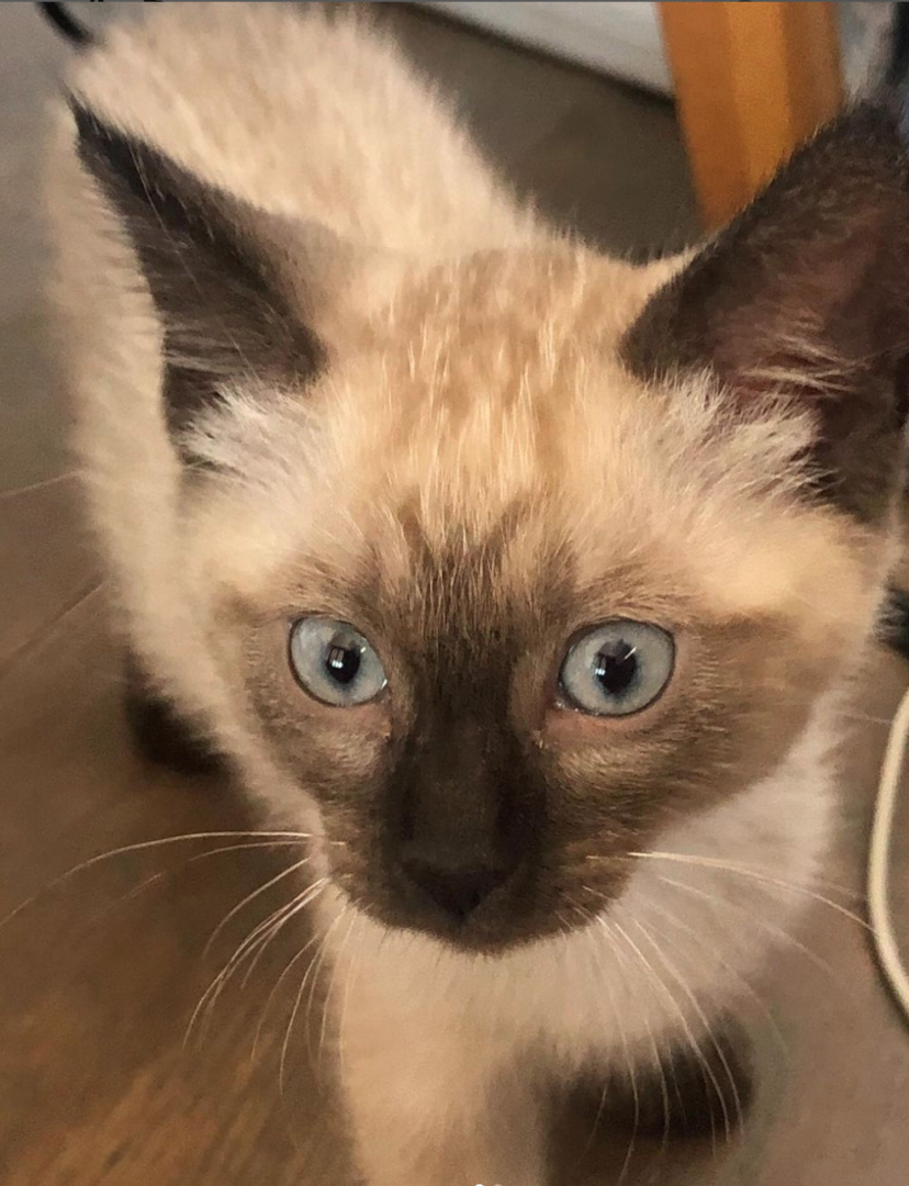Meet Blue & Ozzy: Rescued Seal‑Point Siamese Cats Find Their Forever Home