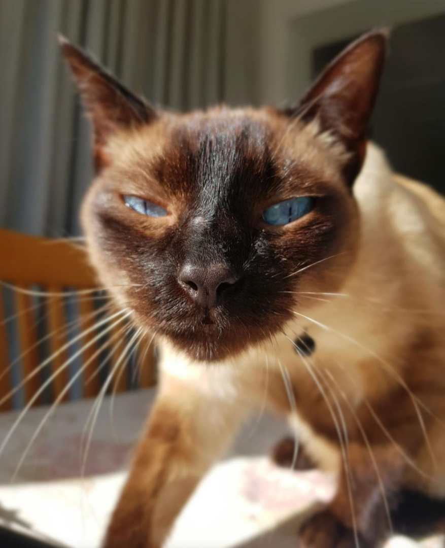 Meet Blue & Ozzy: Rescued Seal‑Point Siamese Cats Find Their Forever Home
