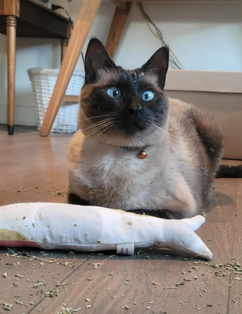 Meet Blue & Ozzy: Rescued Seal‑Point Siamese Cats Find Their Forever Home