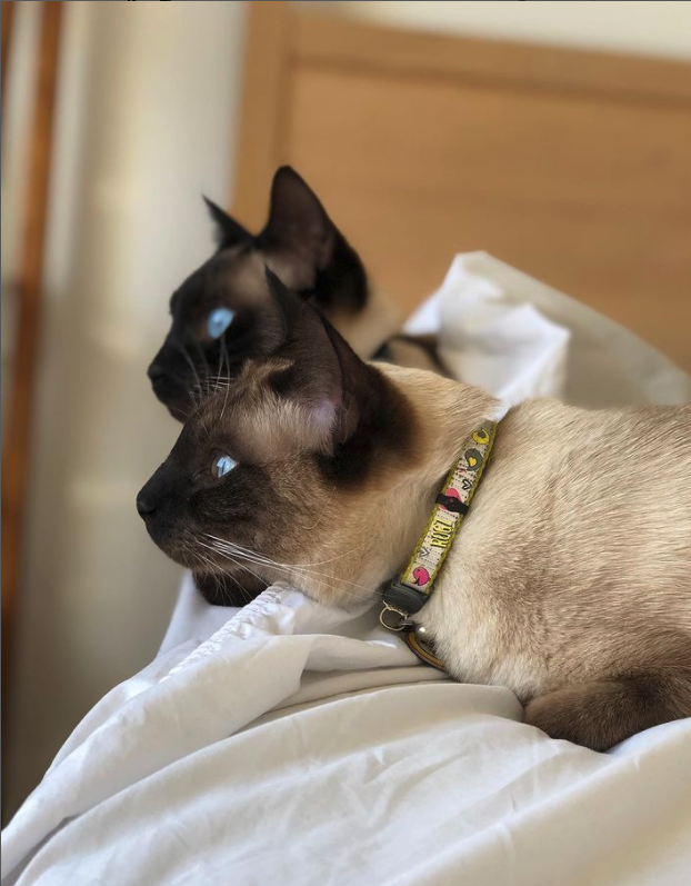Meet Blue & Ozzy: Rescued Seal‑Point Siamese Cats Find Their Forever Home