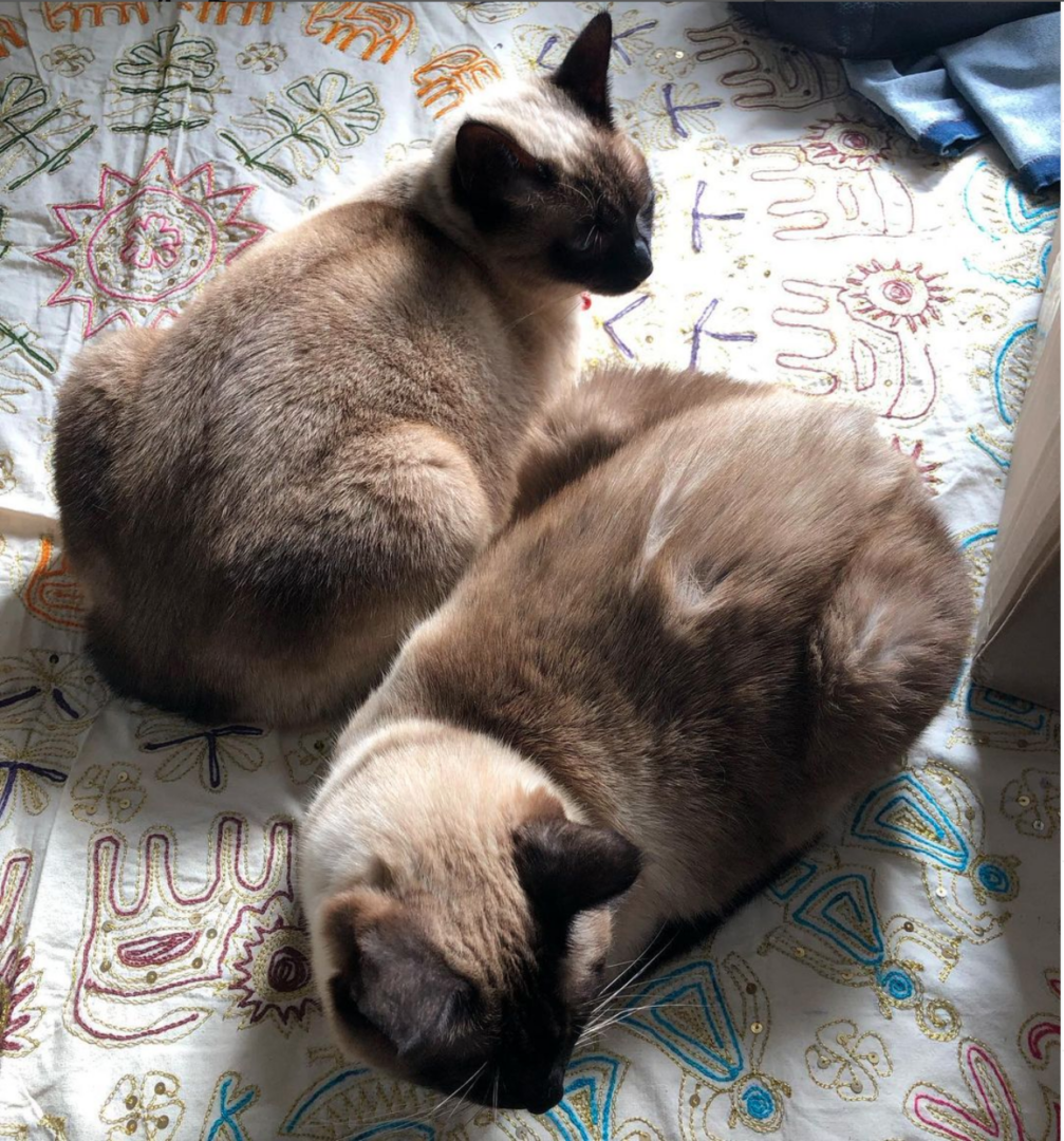 Meet Blue & Ozzy: Rescued Seal‑Point Siamese Cats Find Their Forever Home
