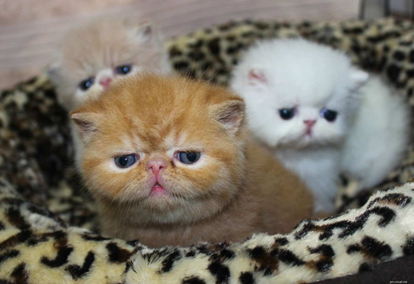 Exotic Shorthair Cats: The Ultimate Owner’s Guide