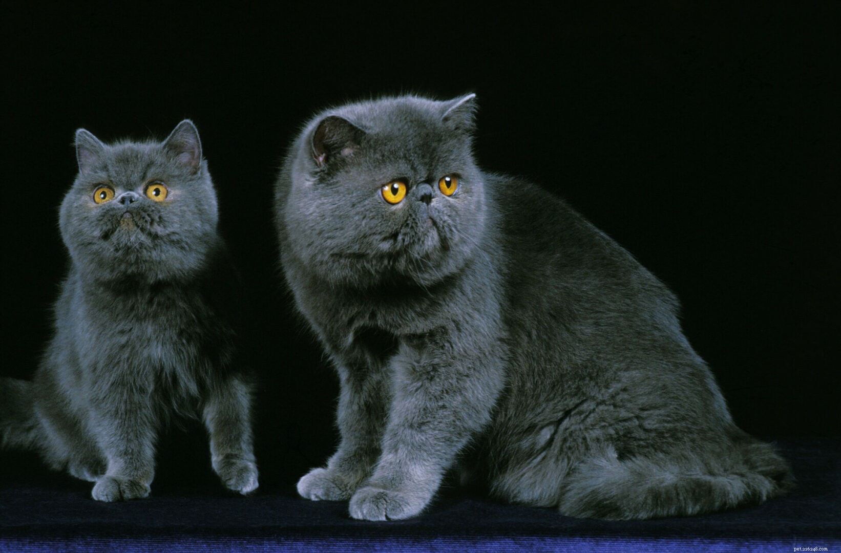 Exotic Shorthair Cats: The Ultimate Owner’s Guide