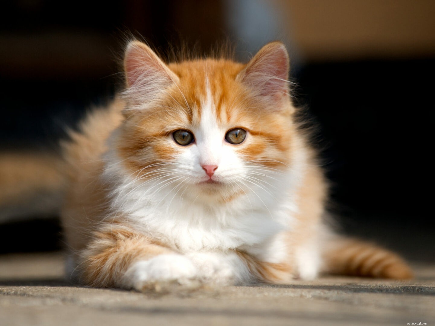 The Cymric Cat: A Comprehensive Guide to the Rare, Tailless Breed