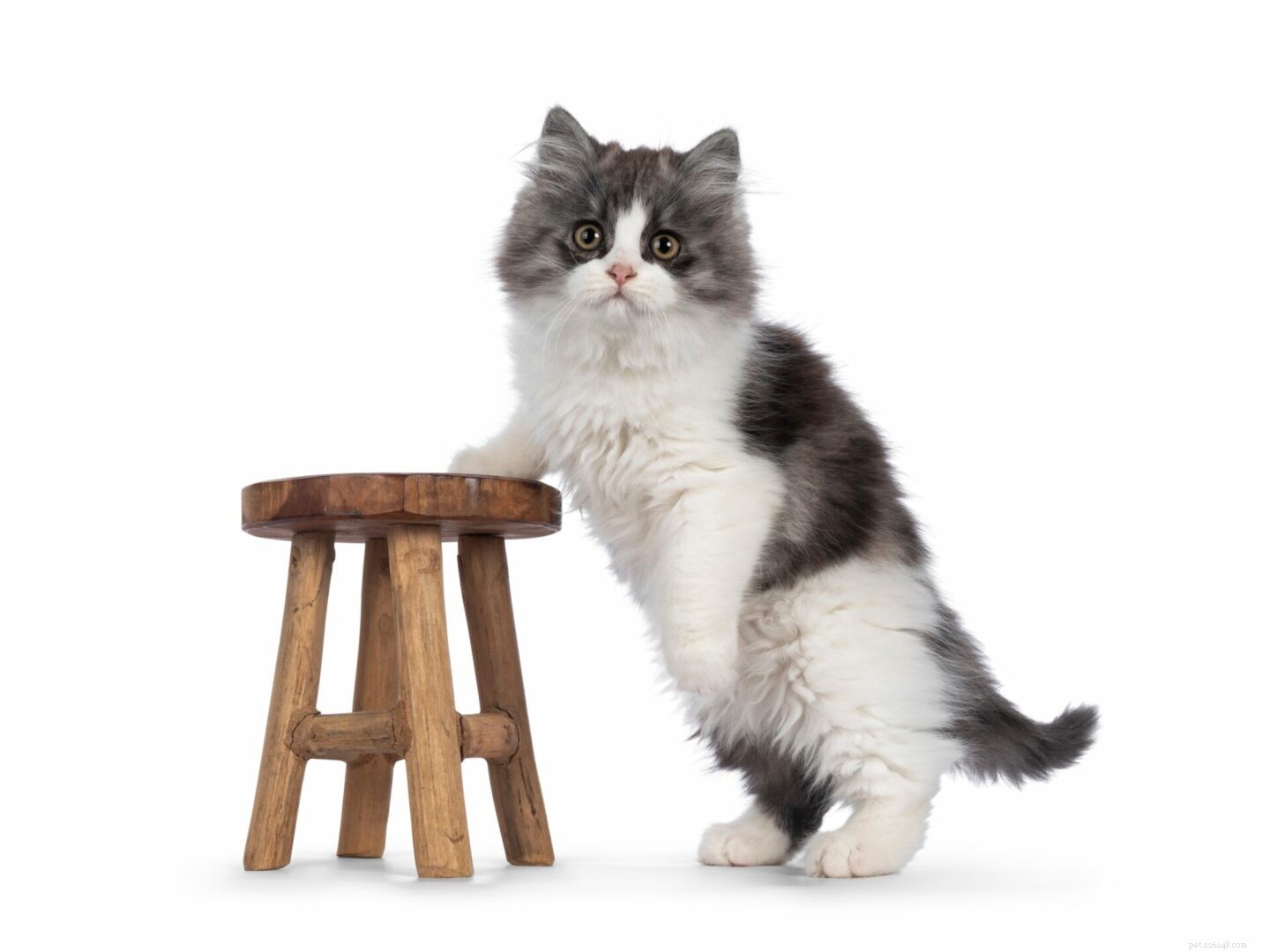 The Cymric Cat: A Comprehensive Guide to the Rare, Tailless Breed