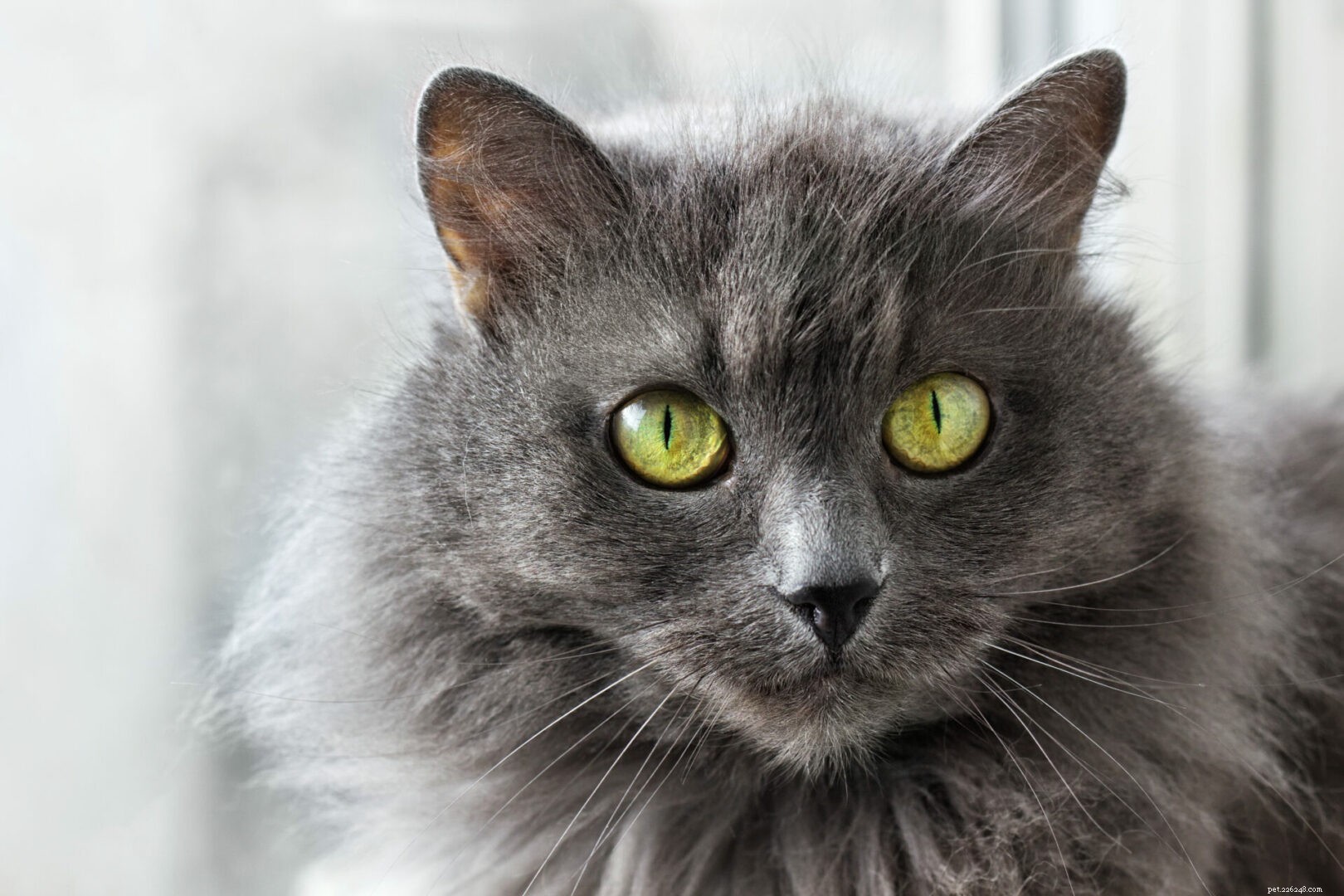 Nebelung Cats: A Comprehensive Guide to the Misty Breed