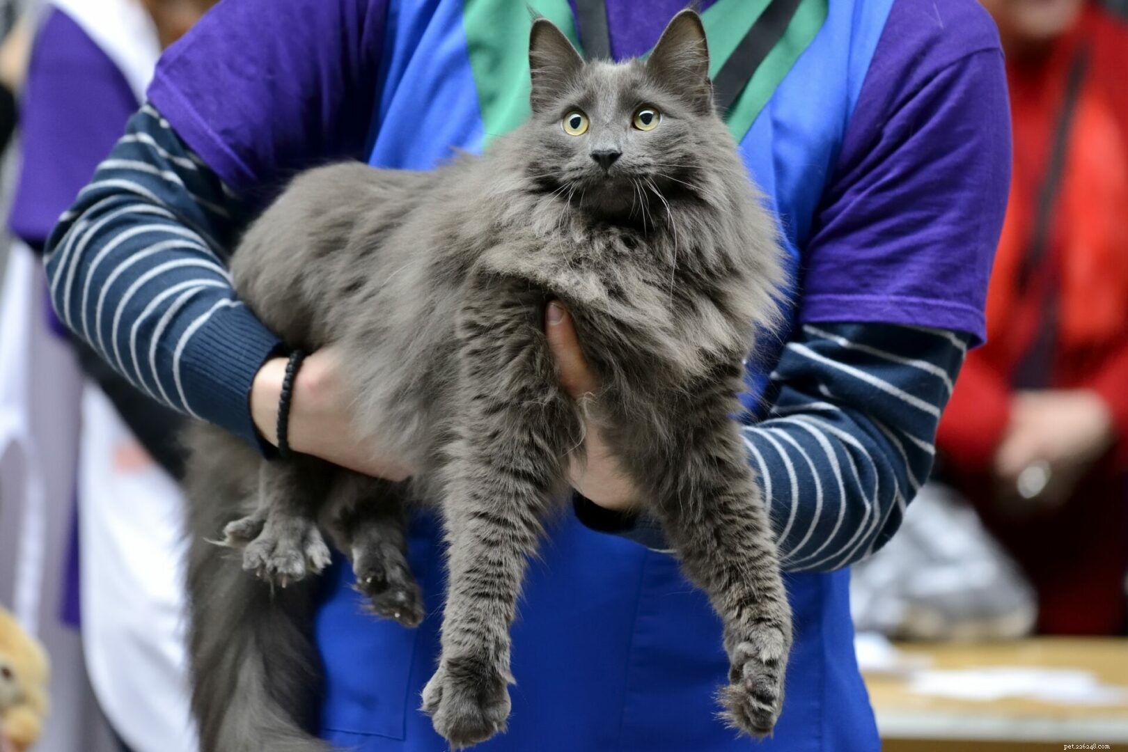 Nebelung Cats: A Comprehensive Guide to the Misty Breed
