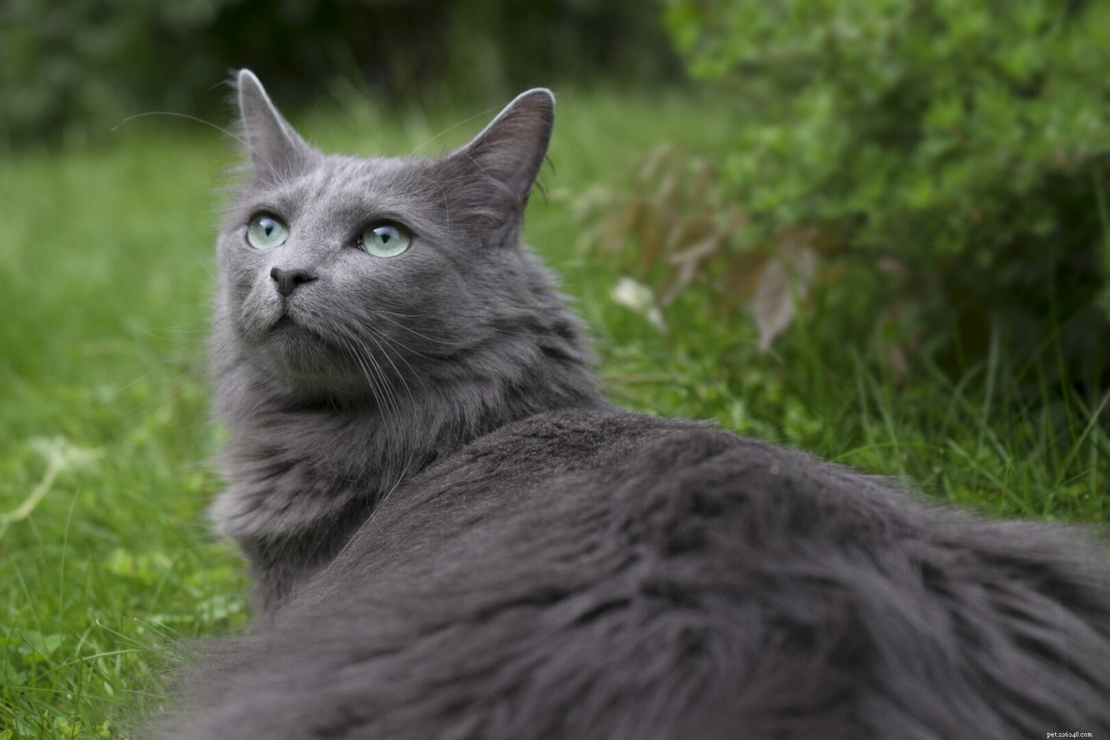Nebelung Cats: A Comprehensive Guide to the Misty Breed