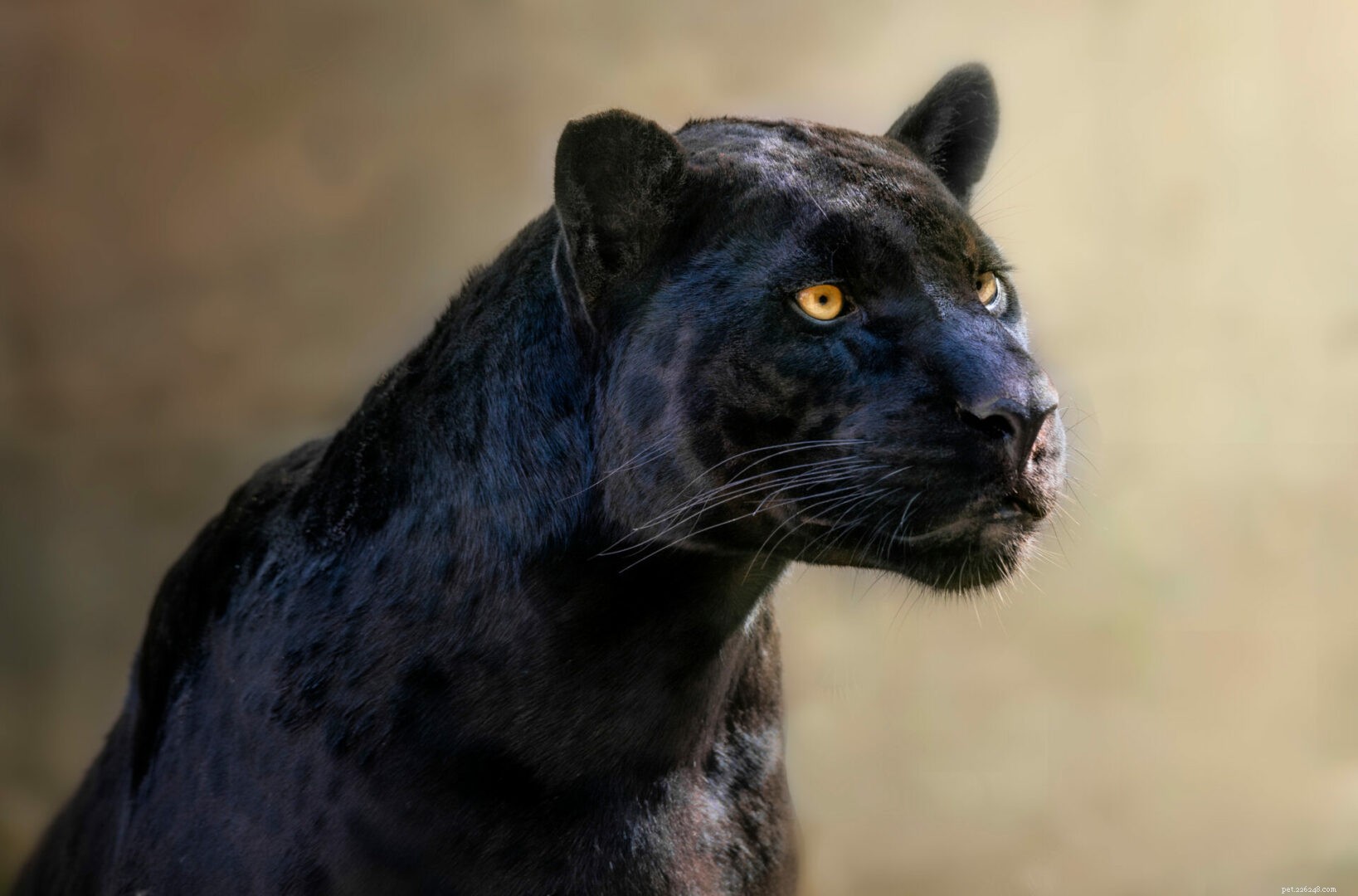 Black Panther Unveiled: Facts, Myths, and Modern Legacy