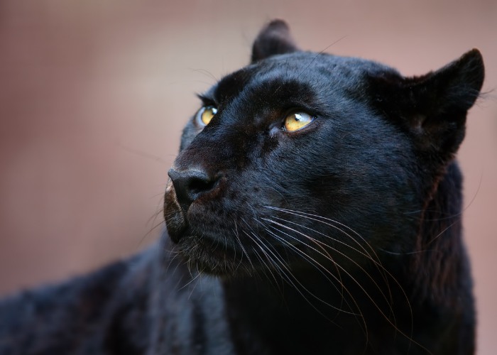Black Panther Unveiled: Facts, Myths, and Modern Legacy