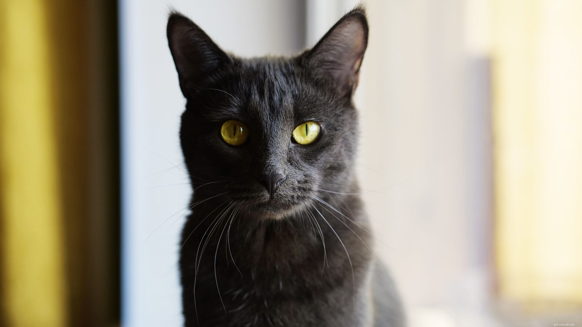 Everything You Need to Know About the Elegant Korat Cat Breed
