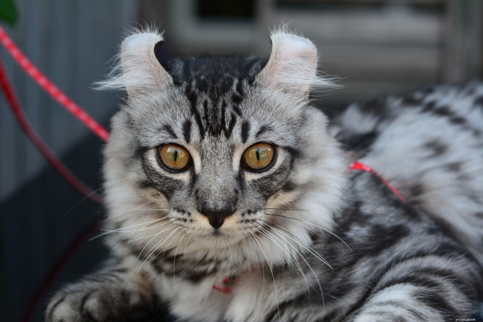 American Curl Cats: Unique Ears, Warm Personality, and Essential Care Tips