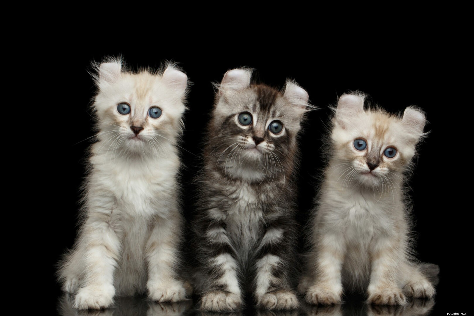 American Curl Cats: Unique Ears, Warm Personality, and Essential Care Tips