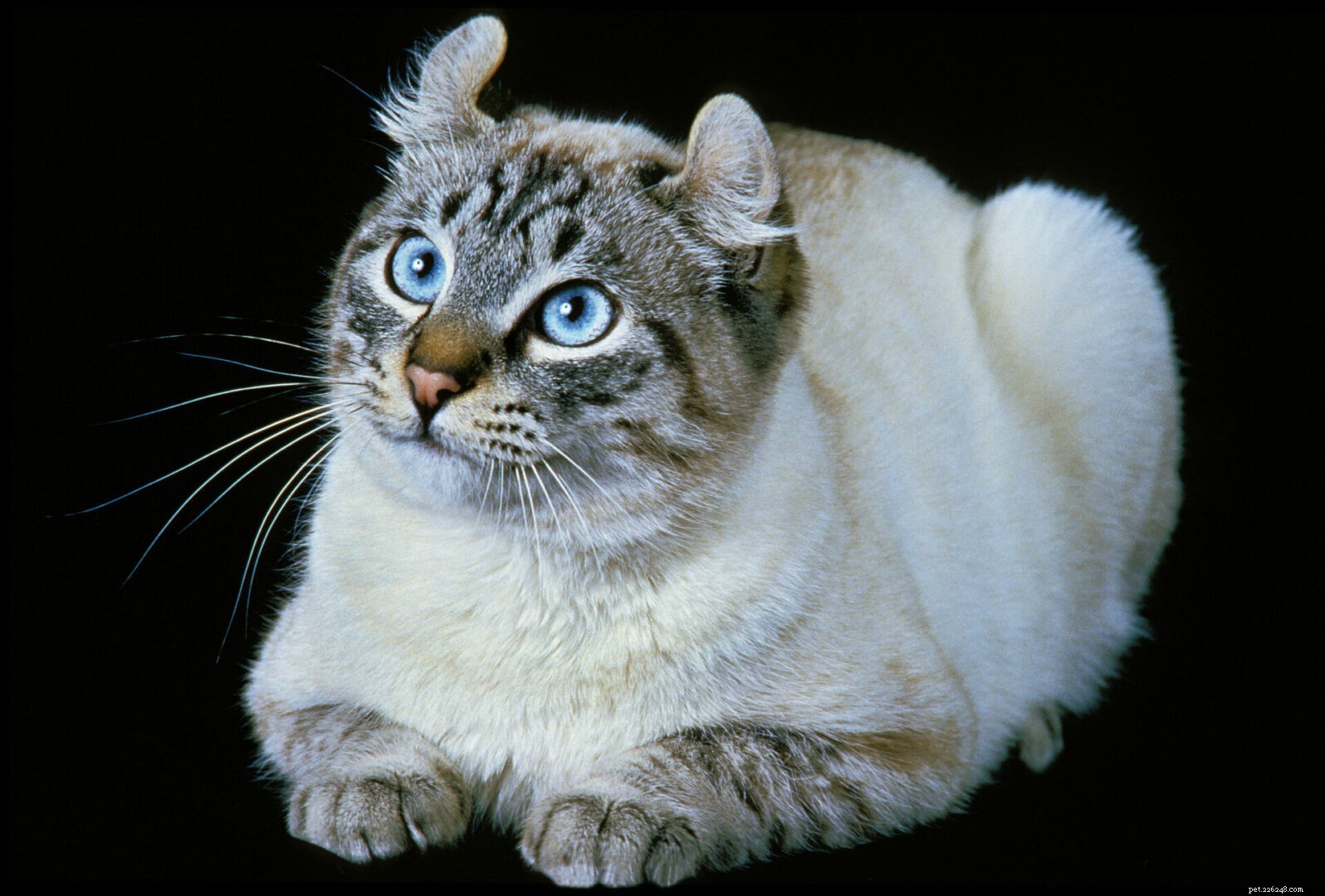 American Curl Cats: Unique Ears, Warm Personality, and Essential Care Tips