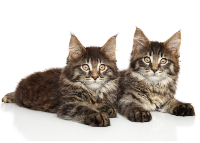 Maine Coon vs Norwegian Forest Cat: Key Differences Explained