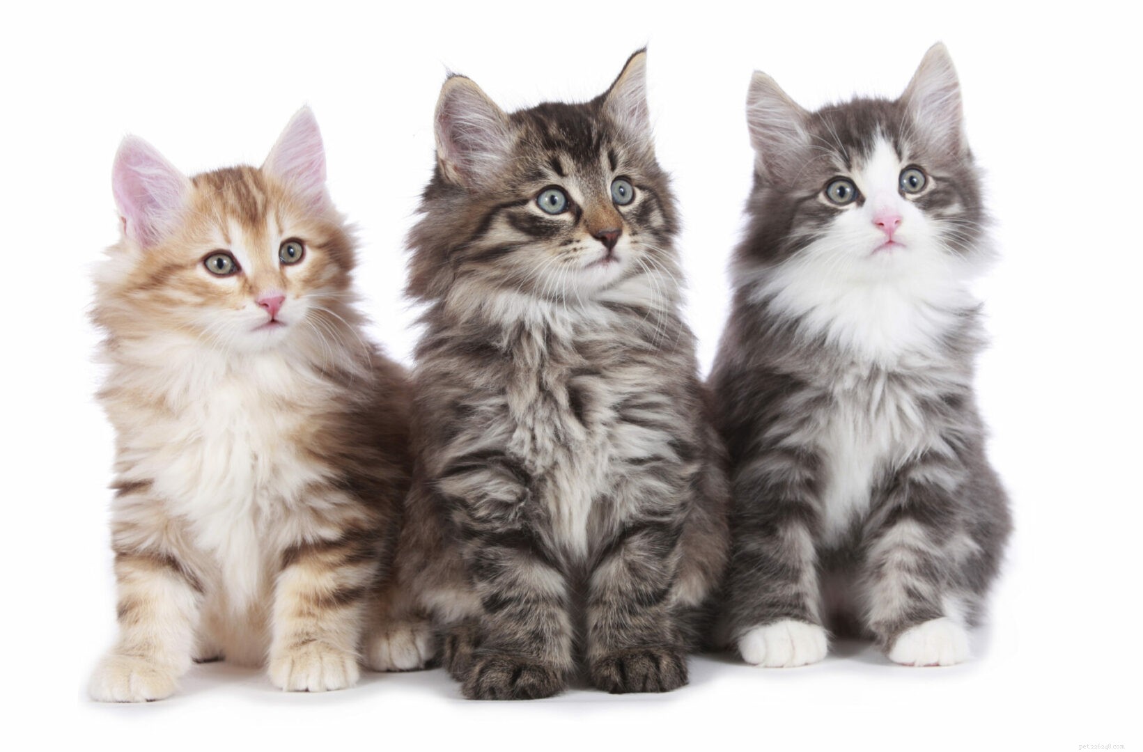 Maine Coon vs Norwegian Forest Cat: Key Differences Explained