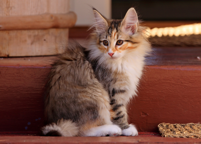 Maine Coon vs Norwegian Forest Cat: Key Differences Explained