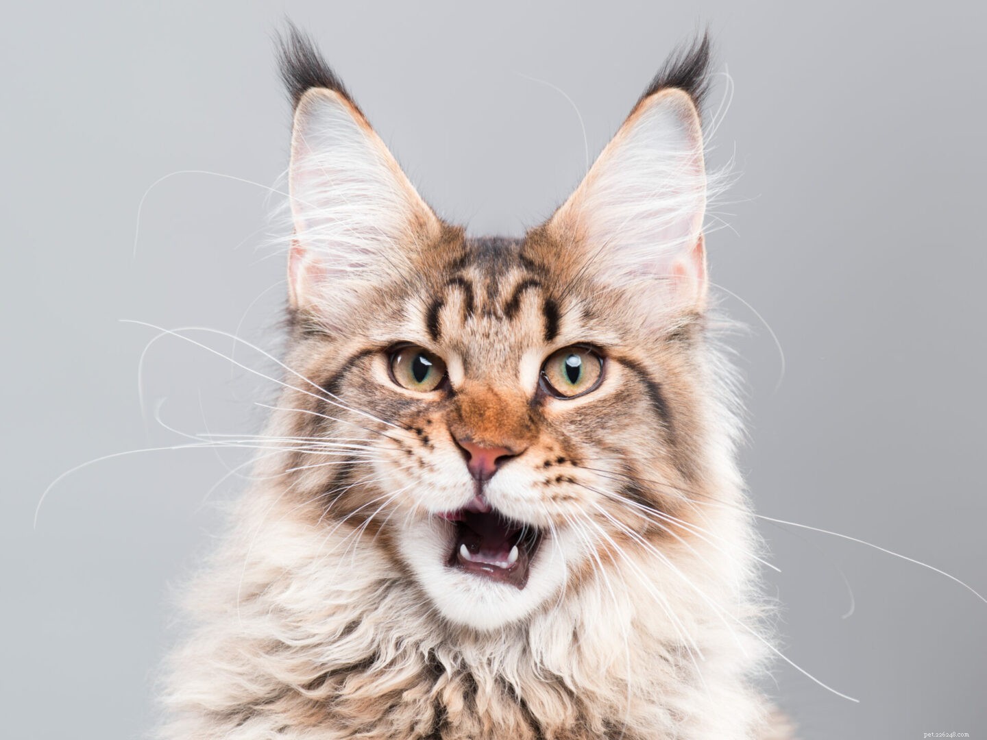Maine Coon vs Norwegian Forest Cat: Key Differences Explained