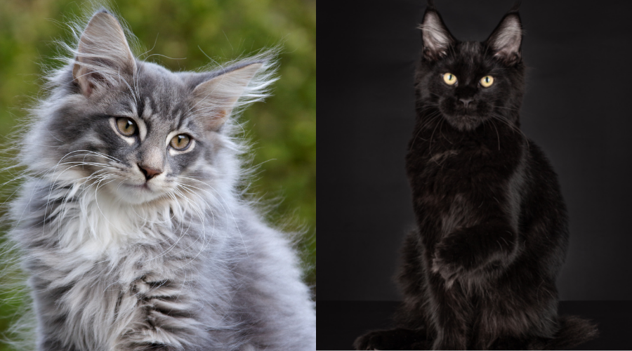 Maine Coon vs Norwegian Forest Cat: Key Differences Explained