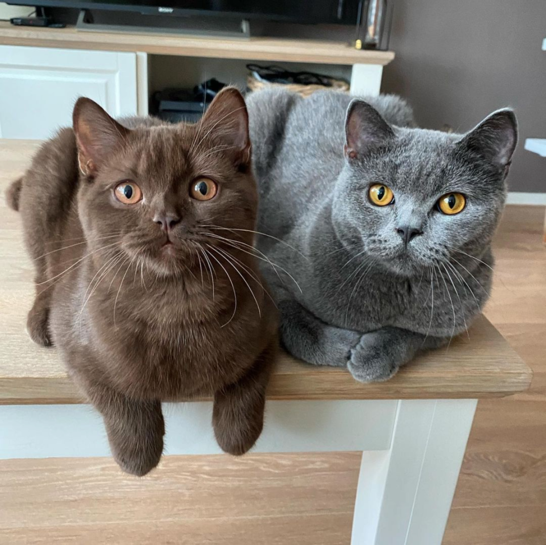 Meet the British Fluffs: Mister Charlie, Queen Bobby & Terror Teddy
