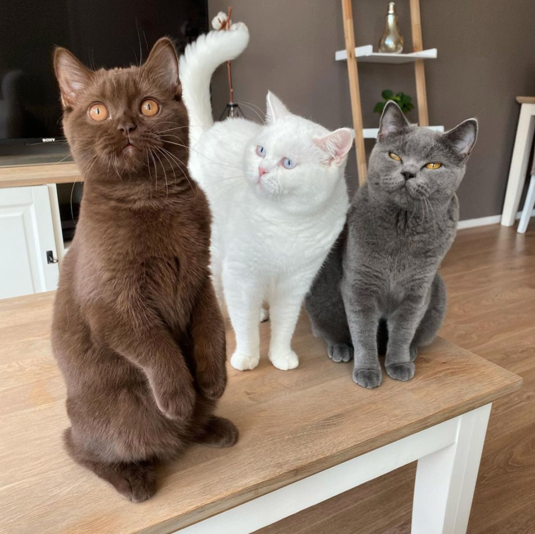 Meet the British Fluffs: Mister Charlie, Queen Bobby & Terror Teddy