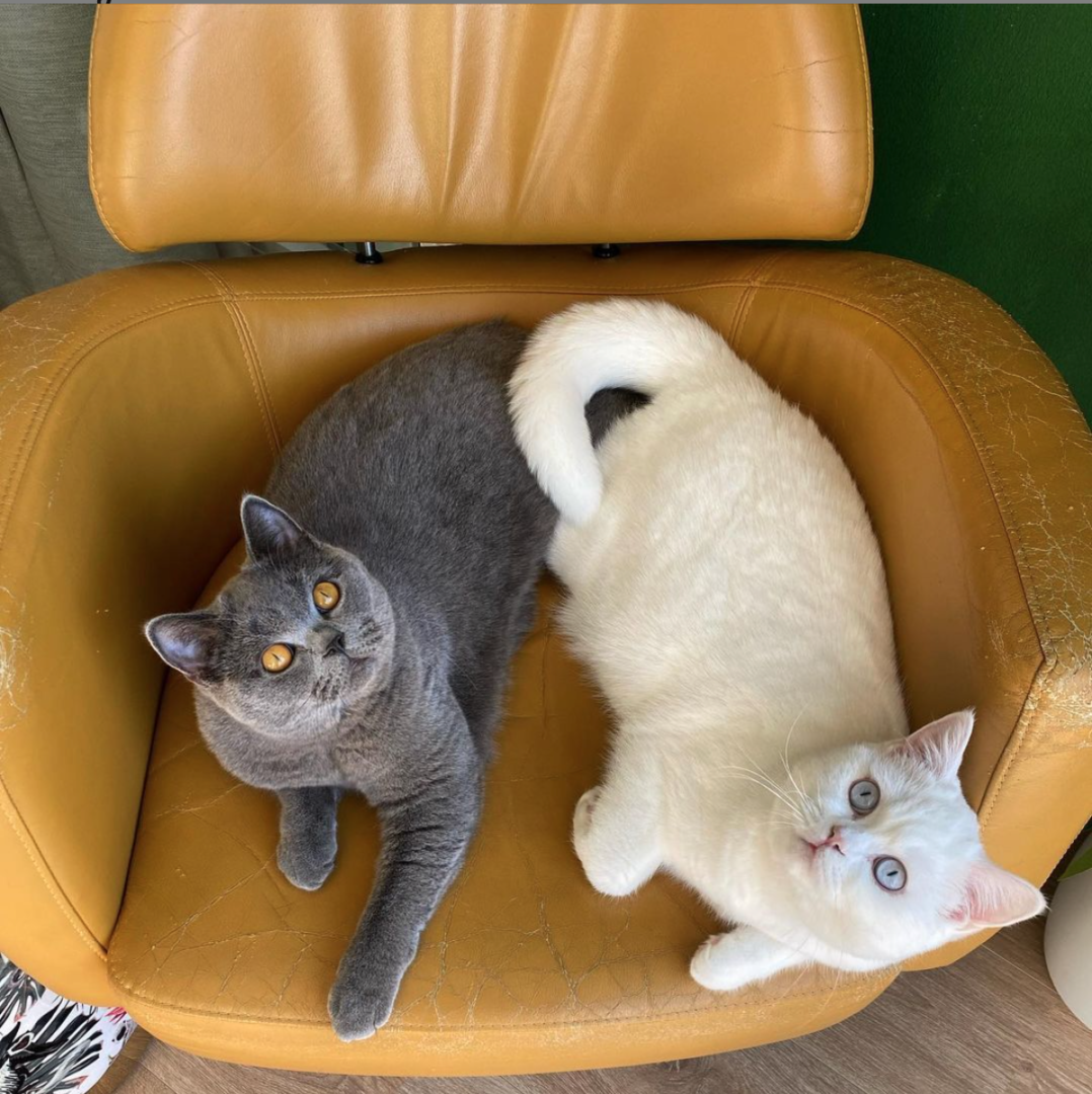 Meet the British Fluffs: Mister Charlie, Queen Bobby & Terror Teddy