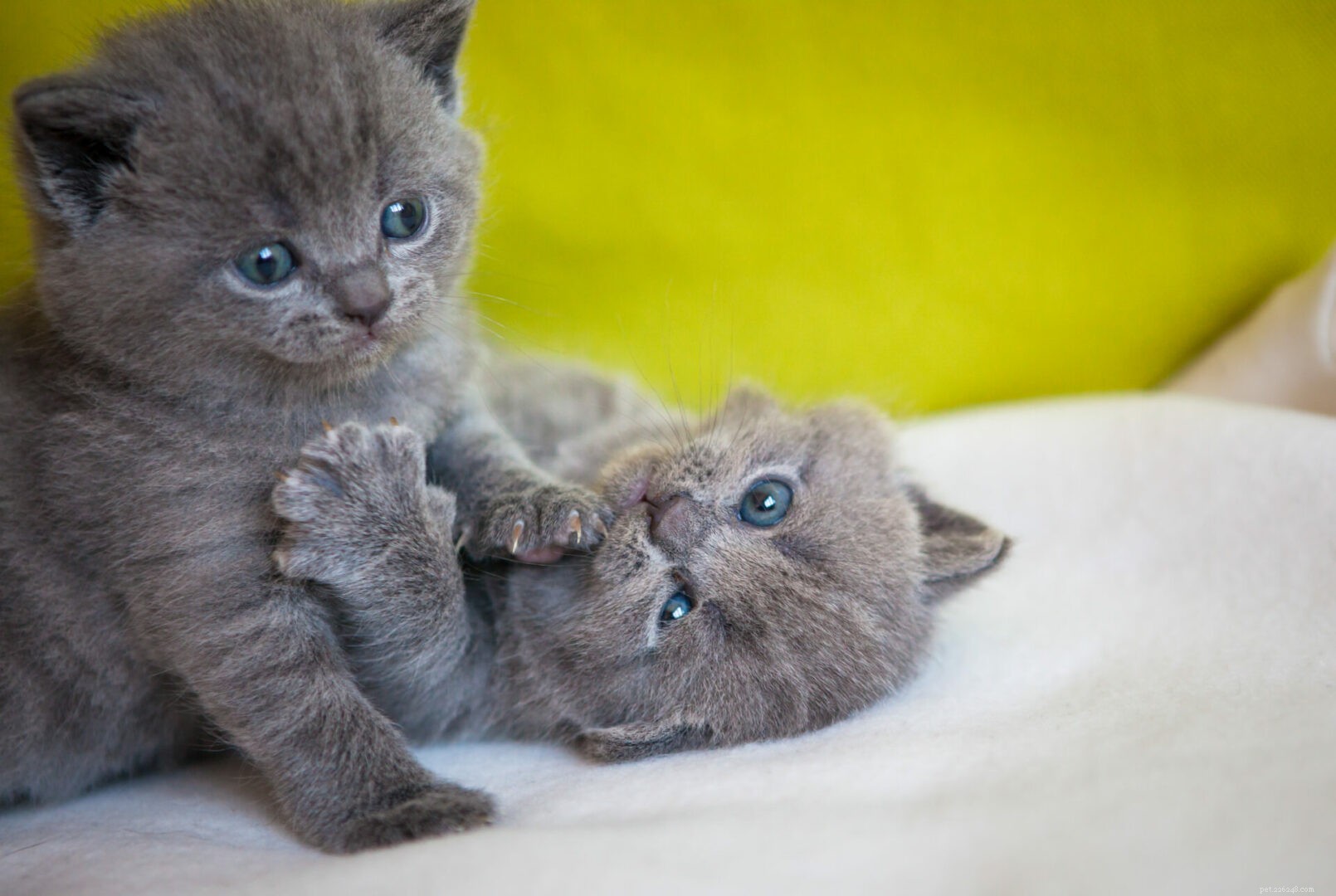 Chartreux Cat Breed Guide: History, Traits & Care