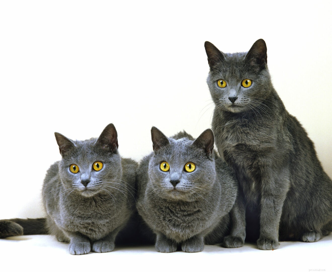 Chartreux Cat Breed Guide: History, Traits & Care