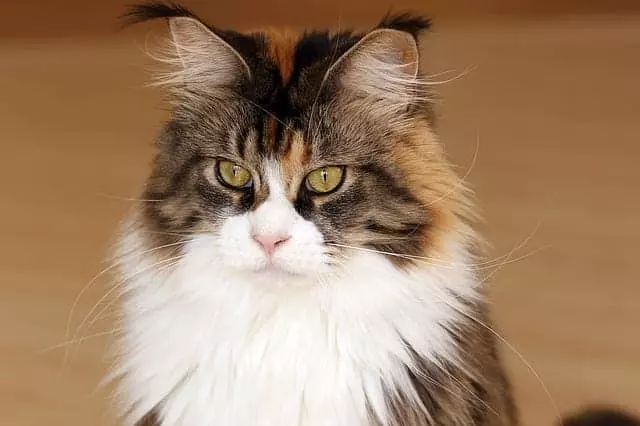 Top 9 Cat Breeds Known for Their Vocal Charm